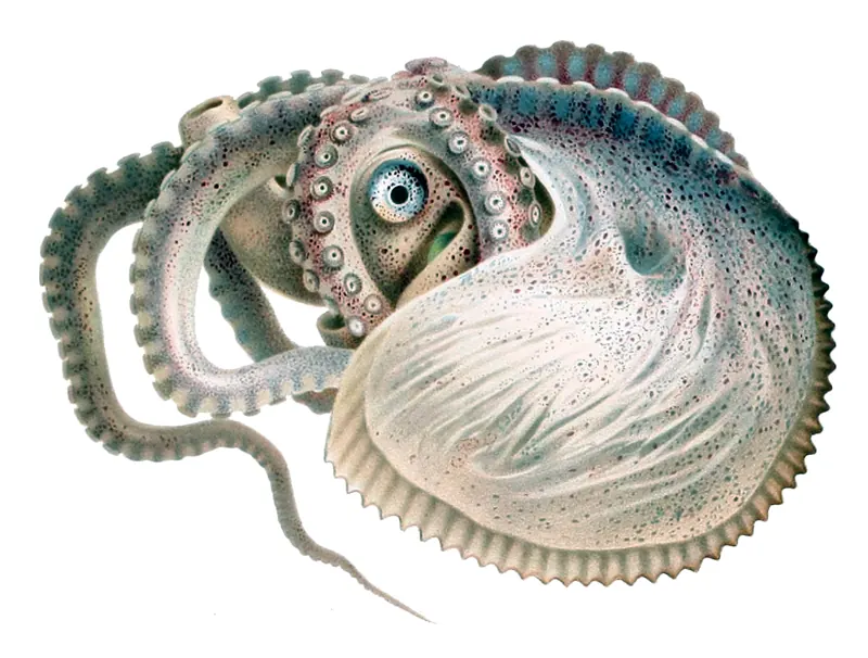 An old illustration of an argonaut curled inside its pale, ribbed shell