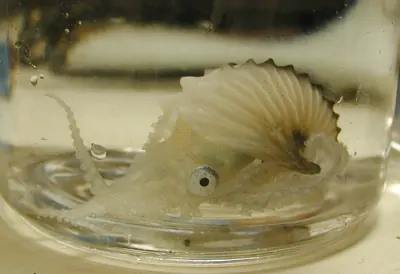Argonaut (paper nautilus) (Argonauta)