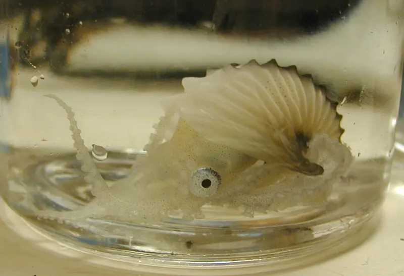 A small, pale argonaut inside its ridged white shell, in a glass dish
