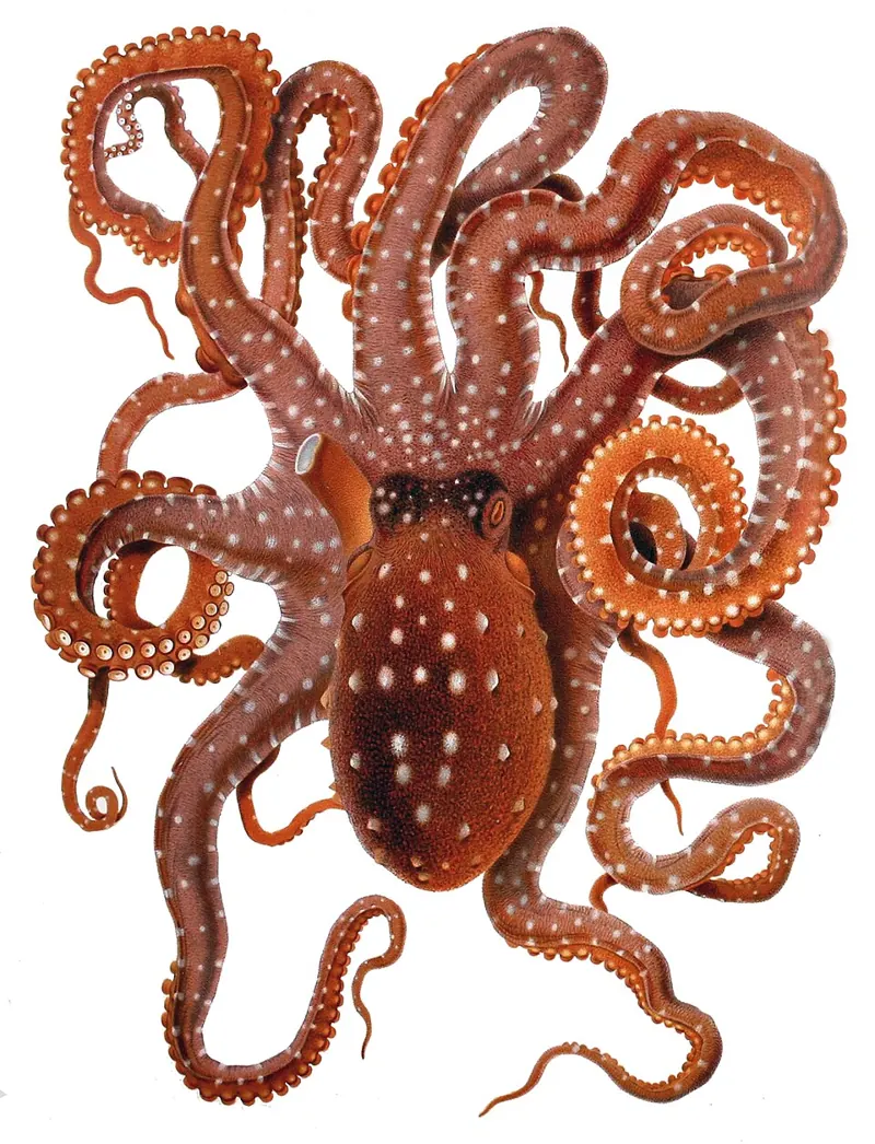 An old colour illustration of a reddish-brown octopus with white spots and long, curling arms