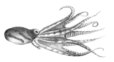 Blue-lined octopus (Hapalochlaena fasciata)