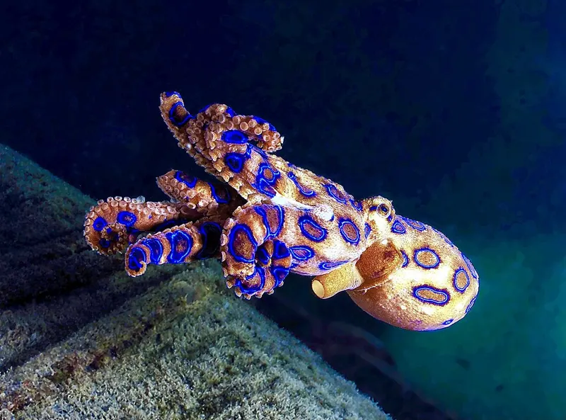 A small yellowish octopus covered in bright blue rings