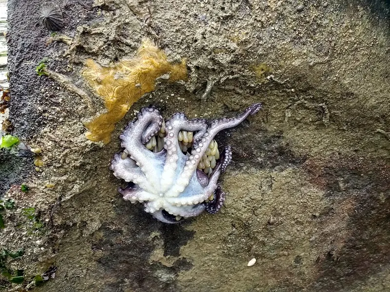 An octopus curled on a rocky seabed beside clusters of yellowish egg capsules