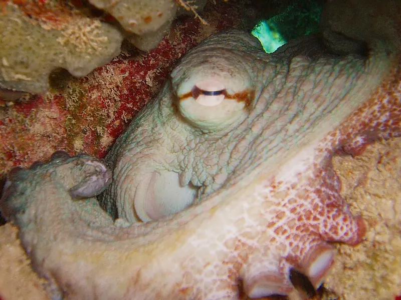 Close-up of an octopus’s eye with its bar-shaped pupil, surrounded by bumpy, mottled skin
