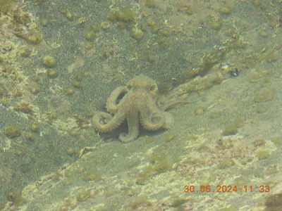 Common octopus (Octopus vulgaris)