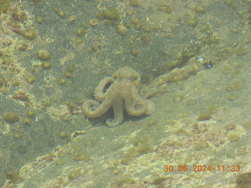 A small common octopus on a sandy, weedy seabed