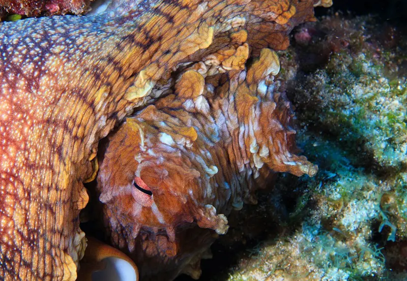A day octopus on the reef, its skin mottled brown and bumpy