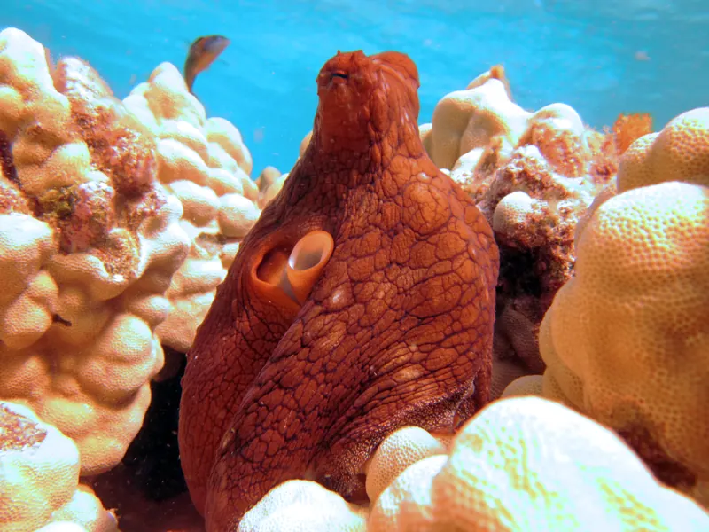 A reddish day octopus peeking out between pale lumps of coral