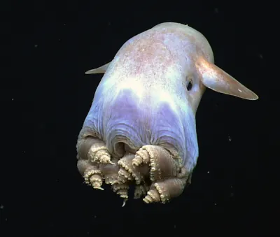 Dumbo octopuses (Grimpoteuthis)