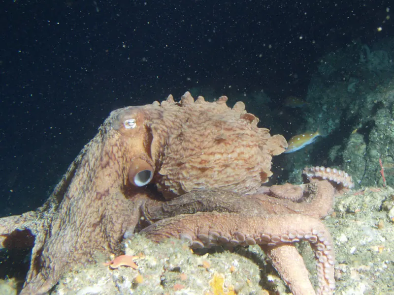 A large octopus with pale, wrinkled skin resting on dark rocks