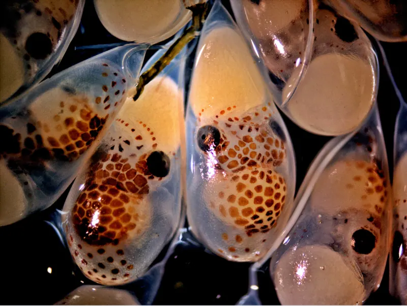 Rows of see-through octopus eggs, each with a small spotted octopus folded up inside