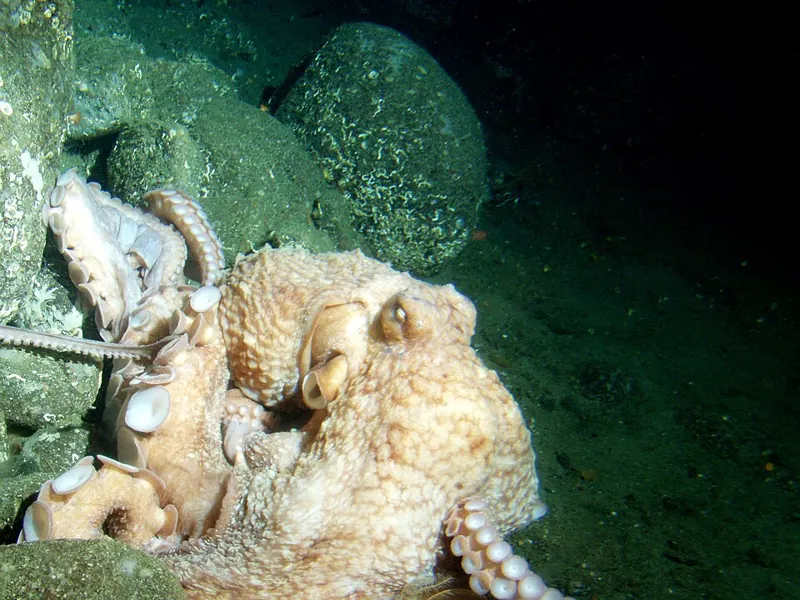 A large, pale giant Pacific octopus spread over boulders on the seabed