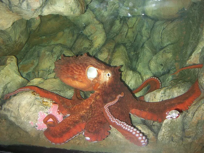 A red giant Pacific octopus spread across the rocks of an aquarium tank