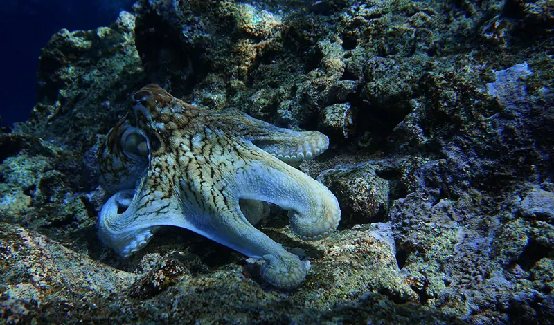 A pale octopus spreading its arms as it moves across a dark rocky reef